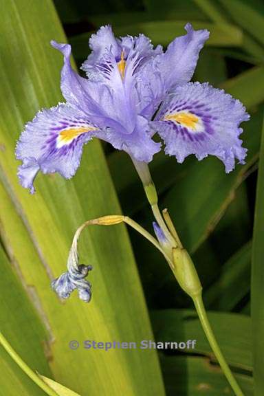 iris confusa 1 graphic